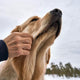Fiskeolje til hund
