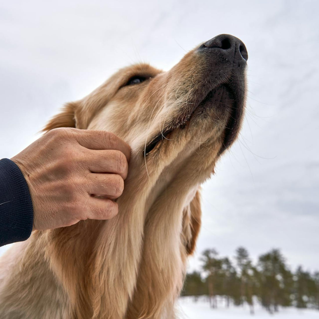 Fiskeolje til hund