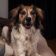 godbiter til hund