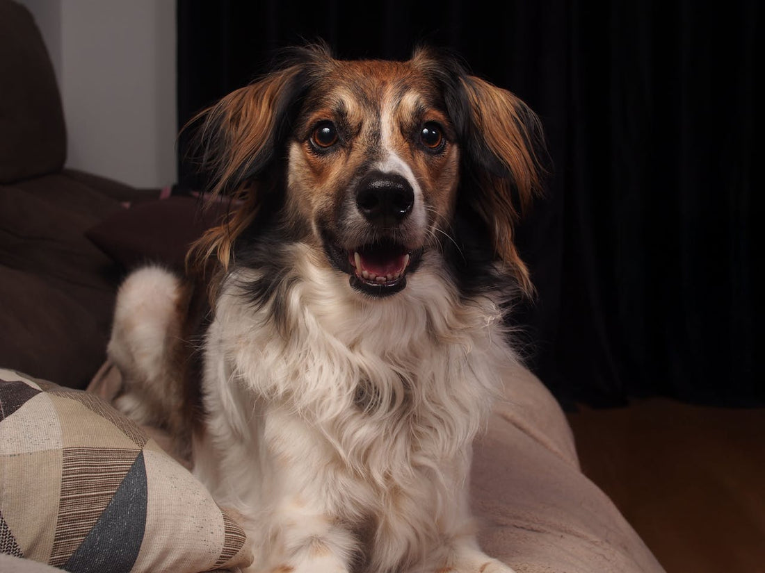 godbiter til hund