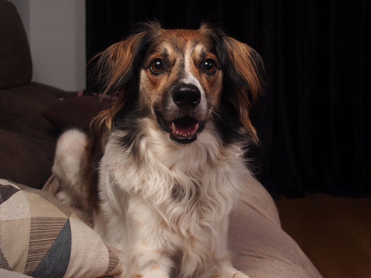godbiter til hund