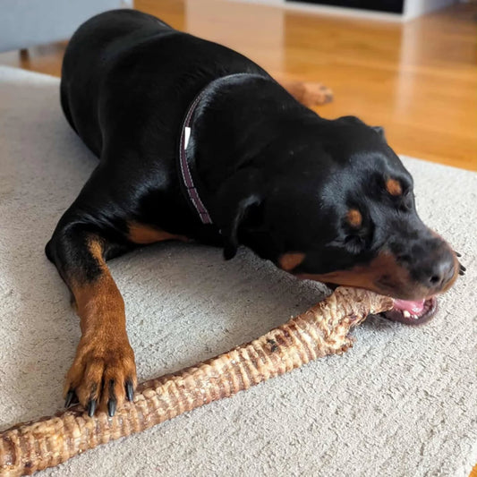 tygg til hund skal vare lenge