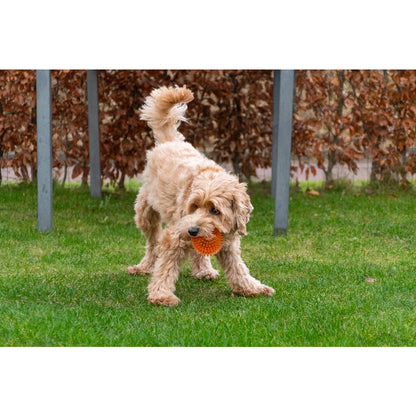 Dog Comets Exoplanet Piggball