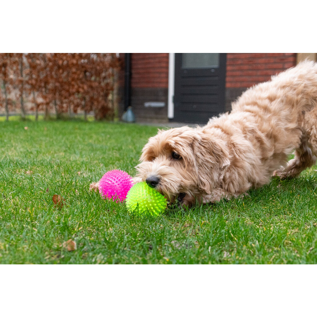 Dog Comets Exoplanet Piggball