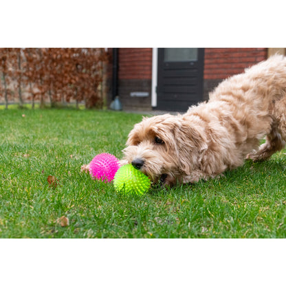 Dog Comets Exoplanet Piggball